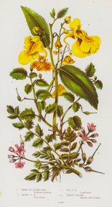 Plantes à fleurs de Grande-Bretagne : Bec-de-grue à feuilles de ciguë, Bec-de-grue musqué, Bec-de-grue maritime, Balsamine jaune - English School