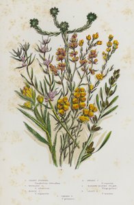 Plantes à fleurs de Grande-Bretagne : Gnaphale de Jersey, Gnaphale des montagnes, Gnaphale des marais, Gnaphale nain, Filago à feuilles étroites, Filago le plus petit, Filago commun - English School