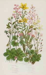 Plantes à fleurs de Grande-Bretagne : Saxifrage en forme de rein, Fierté de Londres, Saxifrage étoilé, Saxifrage alpin en grappes, Saxifrage pourpre des montagnes, Saxifrage jaune des marais, Saxifrage jaune des montagnes, Saxifrage des prés blanc, Saxifra - English School
