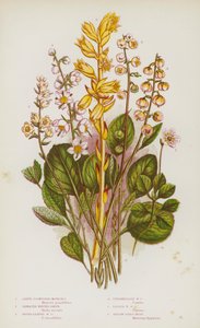 Plantes à fleurs de Grande-Bretagne : Moneses à grandes fleurs, Pyrole dentée, Pyrole à feuilles rondes, Pyrole intermédiaire, Pyrole mineure, Nid d