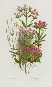 Plantes à fleurs de Grande-Bretagne : Petite gentiane, Centaurée commune, Centaurée naine ramifiée, Centaurée à feuilles larges, Centaurée naine touffue (lithographie en couleur) - English School