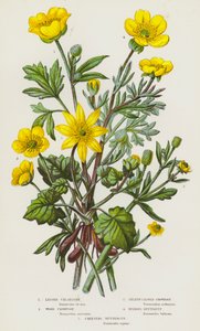 Plantes à fleurs de Grande-Bretagne : Petite Chélidoine, Renoncule des bois, Renoncule à feuilles de céleri, Bouton d