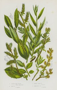 Plantes à fleurs de Grande-Bretagne : Saule arborescent, Saule de Don, Saule soyeux nain, Saule ambigu - English School