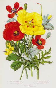 Plantes à fleurs de Grande-Bretagne : Pavot à tête rugueuse longue, Pavot à tête rugueuse ronde, Pavot à tête lisse longue, Pavot cornu jaune, Grande Chélidoine