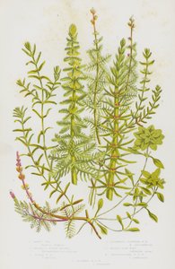 Plantes à fleurs de Grande-Bretagne : Prêle, Myriophylle en épi, Myriophylle en épi, Myriophylle alterné, Callitriche, Callitriche pédonculée, Callitriche automnale - English School