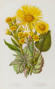 Plantes à fleurs de Grande-Bretagne : Pulicaire des marais, Pulicaire des champs, Doronic à feuilles de plantain - English School