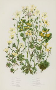 Plantes à fleurs de Grande-Bretagne : Saxifrage mousseux, Saxifrage mousseux, Saxifrage mousseux, Saxifrage mousseux, Saxifrage alpin touffu, Saxifrage alpin touffu, Saxifrage alpin mousseux, Saxifrage géranium, Saxifrage doré, Saxifrage doré commun - English School
