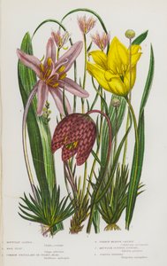 Plantes à fleurs de Grande-Bretagne : Lloydie des montagnes, Tulipe sauvage, Fritillaire pintade, Colchique d