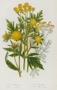 Plantes à fleurs de Grande-Bretagne : Bidens penché, Bidens trifide, Cotonnière de bord de mer, Tanaisie commune - English School