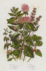 Plantes à fleurs de Grande-Bretagne : Menthe poivrée, Menthe capitate d