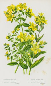 Plantes à fleurs de Grande-Bretagne : Millepertuis perforé, Millepertuis non perforé, Millepertuis rampant, Millepertuis des montagnes - English School