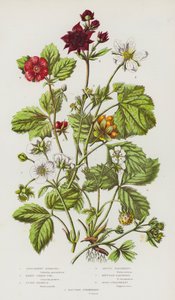 Plantes à fleurs de Grande-Bretagne : Sibbaldie rampante, Potentille des marais, Ronce de pierre, Framboisier arctique, Framboisier des montagnes, Fraisier des bois, Fraisier hautbois