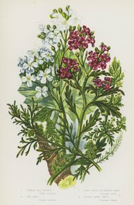 Plantes à fleurs de Grande-Bretagne : Roquette de mer pourpre, Chou marin, Cresson de porc, Petit cresson de porc - English School