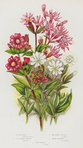 Plantes à fleurs de Grande-Bretagne : Lychnis fleur de coucou, Silène de Germanie, Silène des Alpes, Silène blanc, Compagnon rouge - English School