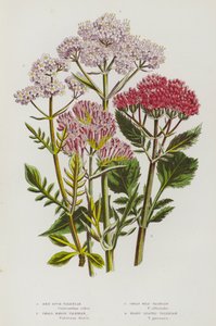 Plantes à fleurs de Grande-Bretagne : Valériane rouge, Petite Valériane des marais, Grande Valériane sauvage, Valériane à feuilles de cœur (lithographie en couleur) - English School