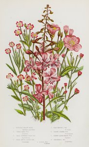 Plantes à fleurs de Grande-Bretagne : Épilobe à grandes fleurs, Épilobe hérissé, Épilobe à petites fleurs hérissées, Épilobe à feuilles larges et lisses, Épilobe à feuilles lisses pâles, Épilobe à tige carrée, Épilobe des marais à feuilles étroites, Stella - English School