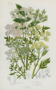 Plantes à fleurs de Grande-Bretagne : Cerfeuil rugueux, Cerfeuil à fruits fauves, Cerfeuil à larges feuilles, Myrrhis odorata, Carotte sauvage (lithographie en couleur) - English School