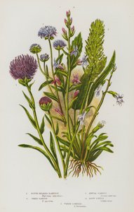 Plantes à fleurs de Grande-Bretagne : Raiponce à tête ronde, Raiponce en épi, Scabieuse annuelle, Lobélie âcre, Lobélie des eaux - English School