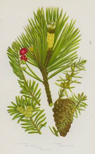 Plantes à fleurs de Grande-Bretagne : Pin sylvestre, Genévrier, If - English School