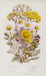 Plantes à fleurs de Grande-Bretagne : Camomille maritime, Camomille à œil de bœuf, Camomille des champs, Camomille puante, Achillée millefeuille, Achillée à feuilles ponctuées, Millefeuille commune, Millefeuille laineuse (lithographie en couleur)