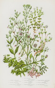 Plantes à fleurs de Grande-Bretagne : Pourpier de mer, Sabline printanière, Sabline alpine, Sabline à feuilles fines, Sabline à sommet plat, Sabline frangée, Sabline à feuilles de thym, Sabline à trois nervures, Sabline pourpre, Sabline de mer - English School