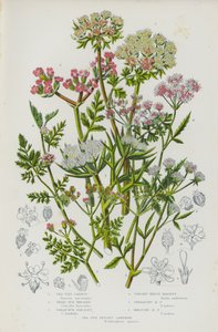 Plantes à fleurs de Grande-Bretagne : Carotte de bord de mer, Petite persil de bord de mer, Grande persil de bord de mer, Persil de haie dressé, Persil de haie étalé, Persil de haie noué, Samphire épineux de bord de mer - English School