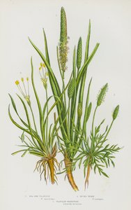 Plantes à fleurs de Grande-Bretagne : Plantain maritime, Nerprun des sables, Plantain des rivages - English School