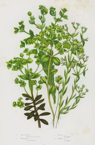 Plantes à fleurs de Grande-Bretagne : Euphorbe maritime, Euphorbe de Portland, Euphorbe petit-cyprès, Euphorbe naine - English School