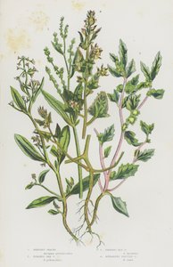Plantes à fleurs de Grande-Bretagne : Arroche arbustive, Arroche maritime pédonculée, Arroche maritime givrée, Arroche à fruits étalés - English School