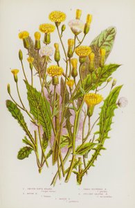 Plantes à fleurs de Grande-Bretagne : Barbe de bouc lisse, Barbe de bouc rugueuse, Barbe de bouc à petites fleurs, Barbe de bouc à feuilles de chicorée, Barbe de bouc des marais - English School