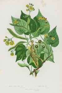 Plantes à fleurs de Grande-Bretagne : Tilleul à feuilles lisses, Tilleul commun, Tilleul à grandes feuilles - English School