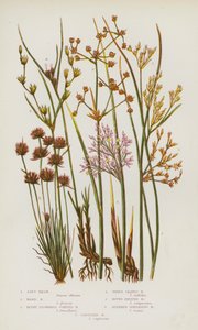 Plantes à fleurs de Grande-Bretagne : Jonc mou, Jonc dur, Jonc articulé à fleurs obtuses, Jonc à trois feuilles, Jonc à fruits ronds, Jonc étalé mince, Jonc capitulé - English School