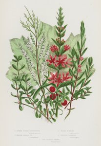 Plantes à fleurs de Grande-Bretagne : Salicaire à épis, Salicaire à feuilles de hysope, Pourpier d
