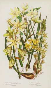 Plantes à fleurs de Grande-Bretagne : Étoile de Bethléem épineuse, Étoile de Bethléem commune, Étoile de Bethléem tombante, Gager jaune