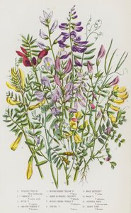Plantes à fleurs de Grande-Bretagne : Vesce printanière, Vesce commune, Vesce buissonnante, Vesce à gousses lisses, Vesce jaune à gousses rugueuses, Vesce jaune à fleurs velues, Vesce pourpre à gousses rugueuses, Vesce touffue, Vesce amère des bois, Vesce 
