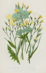 Plantes à fleurs de Grande-Bretagne : Laitue odorante, Laitue épineuse, Laitue à petites feuilles, Laitue à feuilles de lierre - English School