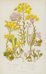 Plantes à fleurs de Grande-Bretagne : Orpin à feuilles épaisses, Orpin anglais, Orpin blanc, Orpin hirsute, Orpin âcre, Orpin jaune insipide, Orpin jaune tordu, Orpin de Saint-Vincent, Orpin gallois - English School