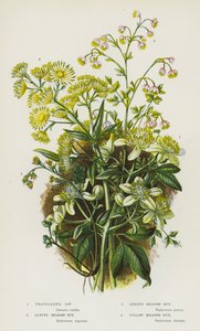 Plantes à fleurs de Grande-Bretagne : Clématite des haies, Rue des prés alpine, Petite rue des prés, Rue des prés jaune - English School