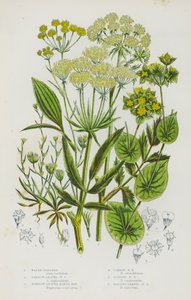 Plantes à fleurs de Grande-Bretagne : Berle, Berle à feuilles étroites, Oreille de lièvre à feuilles étroites, Oreille de lièvre commune, Oreille de lièvre grêle, Oreille de lièvre à feuilles falciformes - English School