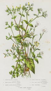 Plantes à fleurs de Grande-Bretagne : Céraiste des champs, Céraiste à grandes feuilles, Céraiste à feuilles étroites, Petit Céraiste, Céraiste à quatre divisions, Céraiste des champs, Céraiste alpin velu - English School