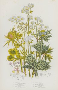 Plantes à fleurs de Grande-Bretagne : Rot blanc, Sanicle des bois, Chardon bleu, Panicaut des champs, Ciguë aquatique, Céleri sauvage - English School