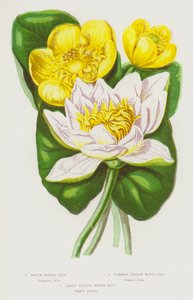 Plantes à fleurs de Grande-Bretagne : Nénuphar blanc, Nénuphar jaune commun, Nénuphar jaune le plus petit