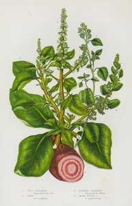 Plantes à fleurs de Grande-Bretagne : Amarante sauvage, Betterave, Chénopode fétide, Chénopode à nombreuses graines - English School