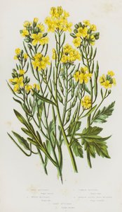 Plantes à fleurs de Grande-Bretagne : Moutarde sauvage, Moutarde blanche, Moutarde commune, Moutarde à feuilles étroites, Moutarde des sables - English School