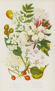 Plantes à fleurs de Grande-Bretagne : Poirier sauvage, Pommier sauvage, Alisier torminal, Alisier blanc, Sorbier des oiseleurs, Alisier blanc - English School