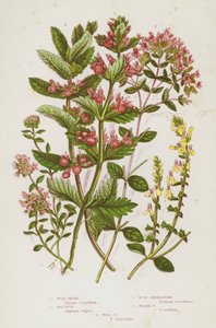Plantes à fleurs de Grande-Bretagne : Thym sauvage, Marjolaine, Germandrée des bois, Germandrée aquatique, Germandrée des murs - English School