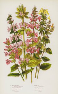 Plantes à fleurs de Grande-Bretagne : Bétoine des bois, Épiaire des haies, Épiaire des marais, Épiaire laineuse, Épiaire des champs, Épiaire annuelle pâle