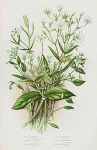 Plantes à fleurs de Grande-Bretagne : Stellaire des bois, Stellaire intermédiaire, Stellaire holostée, Stellaire des marais, Stellaire grêle, Stellaire des tourbières - English School