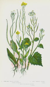 Plantes à fleurs de Grande-Bretagne : Moutarde à graines de vers, Moutarde à ail, Moutarde à oreilles de lièvre - English School