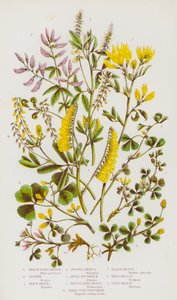 Plantes à fleurs de Grande-Bretagne : Luzerne jaune, Luzerne, Luzerne noire, Luzerne tachetée, Luzerne petite bardane, Luzerne réticulée, Fenugrec pied d